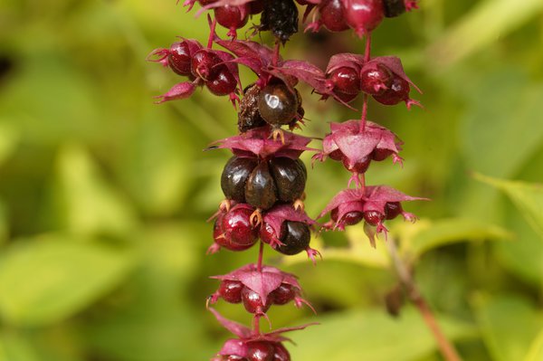 Himalayan honeysuckle (Leycesteria formosa)