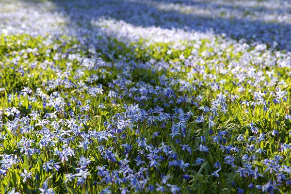 Blaustern (Scilla)
