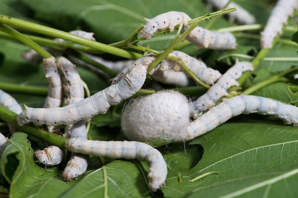 Weisse Maulbeere, Morus alba, Seidenraupe, Bombyx mori, Seide