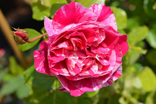 Kletterrose Ines Sastre