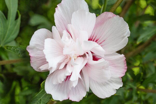 Gartenhibiskus, Hibiscus French Cabaret Pastel (quer)