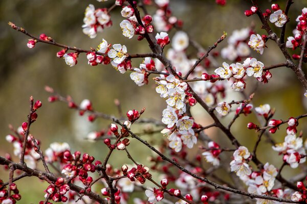 Aprikose, Marille, Prunus armeniaca, Blte, Aprikosenblte, Marillenblte