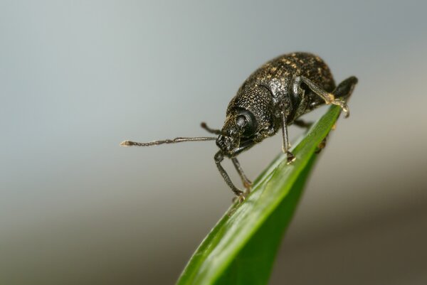 Dickmaulrssler, Otiorhynchus sulcatus, adulter Kfer