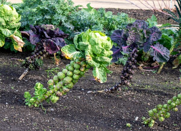 Rosenkohl