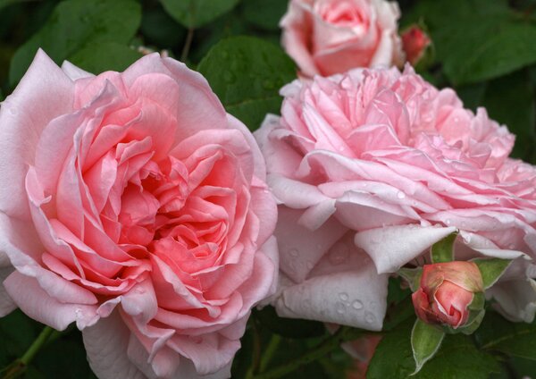 Rosa Amorosa