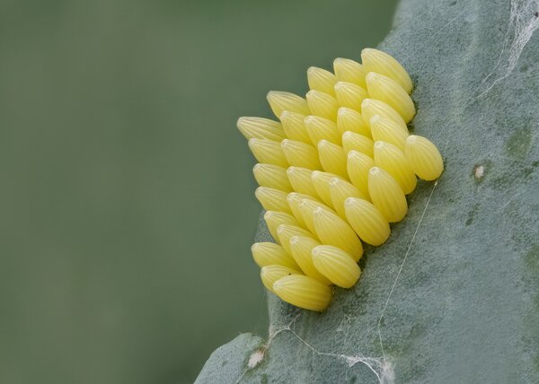 Eigelege, Eiablage, Pieris brassicae, Grosser Kohlweissling