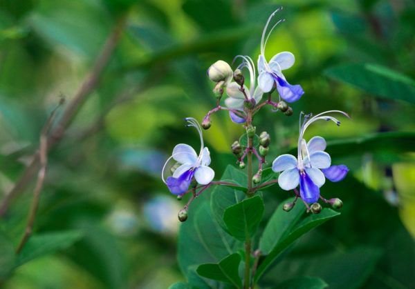 Clerodendrum ugandense