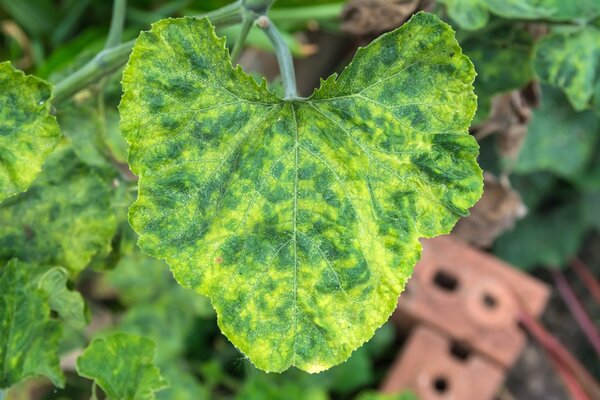 Melonenblatt, Befall Mosaikvirus bertragen durch Blattluse
