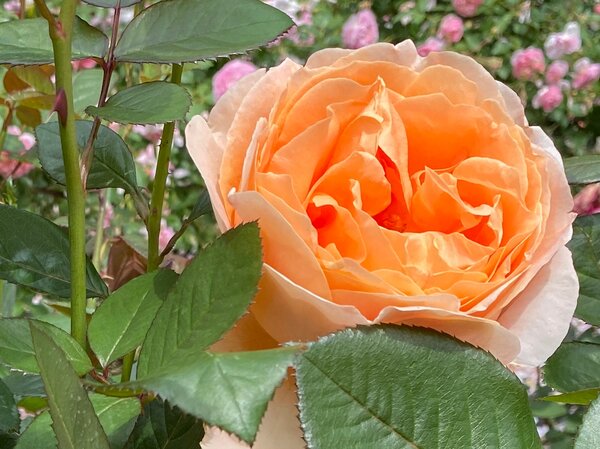 Rose Abbaye de Cluny