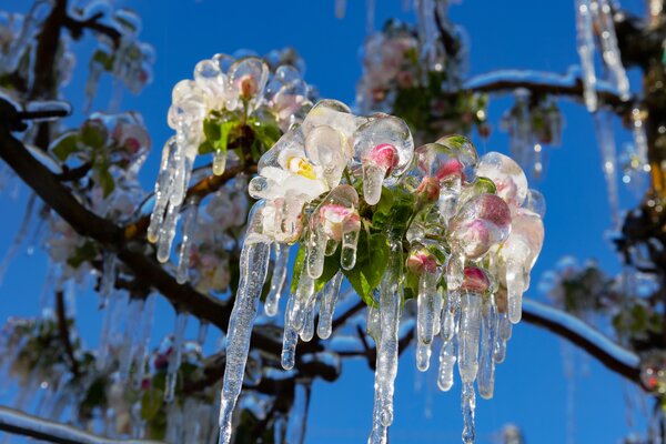 Apfelblte, Frostberegnung