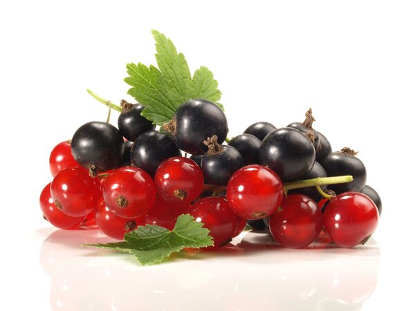 Johannisbeeren, Ribes