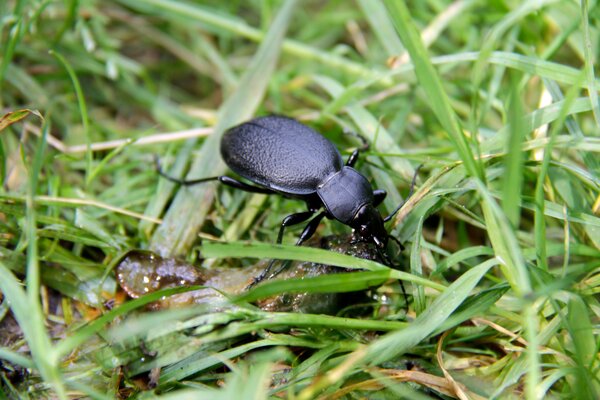 Kfer, Lederlaufkfer, Carabus nemoralis, frisst Schnecke im Garten
