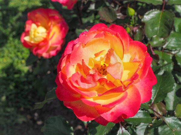 Rose Flaming Star, Edelrose