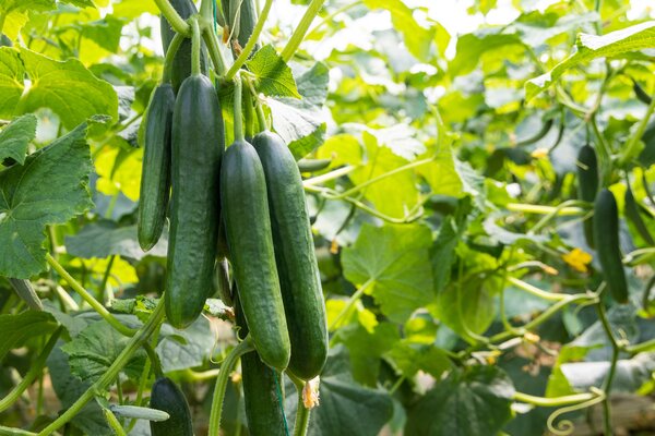 Gurken, Cucumis sativus