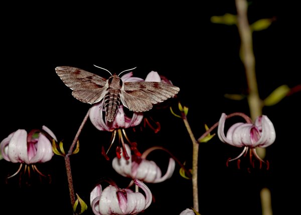 Kieferschwrmer, Sphinx pinastri, Bestuber, einheimisch, Lilium martagon