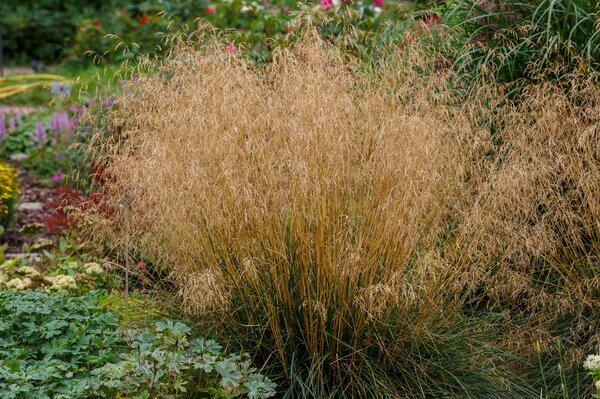Deschampsia cespitosa Bronzeschleier, Ziergras, Gras