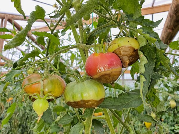 Tomaten Bltenendfule