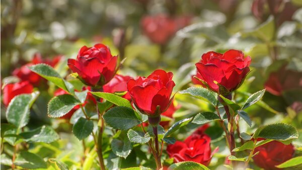 Rose Zepeti, rot, kompakt