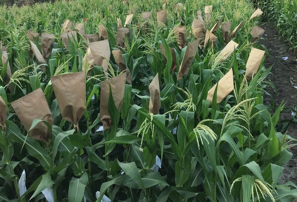 Mais Handbest�ubung, Zea mays