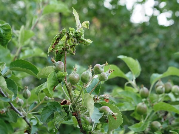 Mehlige Apfelblattlaus (Dysaphis plantaginea), starke Blattdeformation, Einfluss auf junge Aepfel
