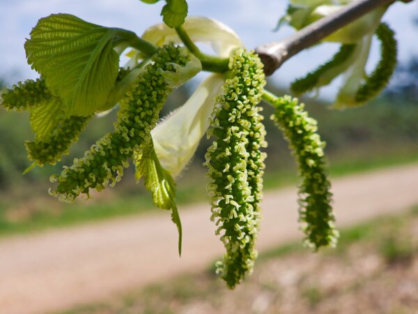 Sind Maulbeeren selbstfruchtbar?