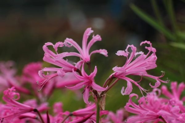 Nerine bowdenii