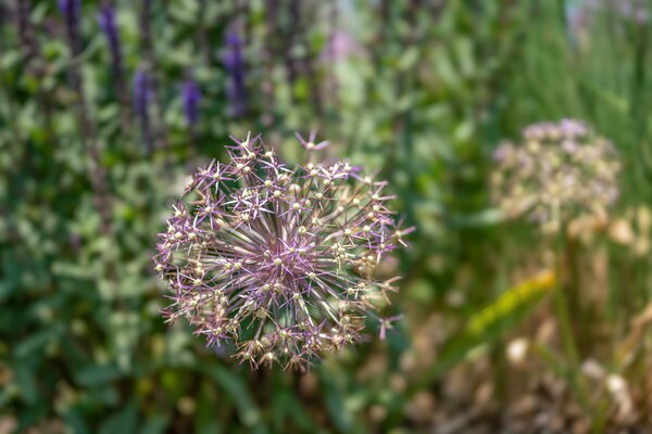 Allium christophii, Bltenstand, Zierlauch, zieht ein