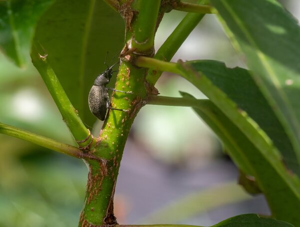Dickmaulrssler, Otiorhynchus salicicola an Kirschlorbeer, Kfer versteckt mit leichtem Schadbild