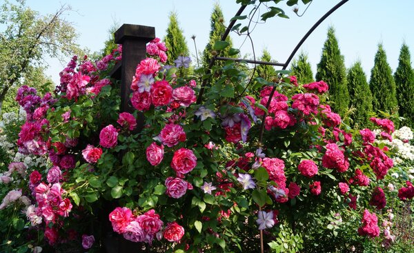 Kletterrose Ines Sastre