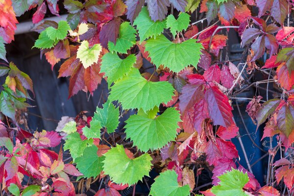 amerikanische Wildrebe, Vitis, zusammen mit Parthenocissus