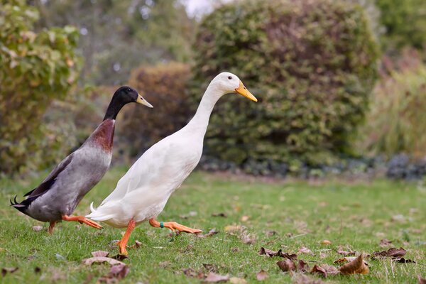 Laufente, indische Laufenten, Schneckenjger im Garten