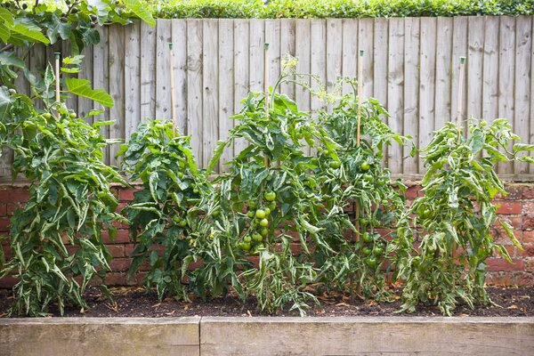 Tomaten eingerollte Bl&auml;tter