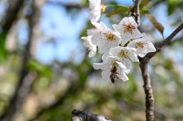 Sauerkirsche, Prunus cerasus, Blte, Biene