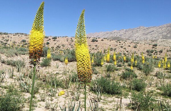 Steppenkerze, Eremurus, Situation in der Natur