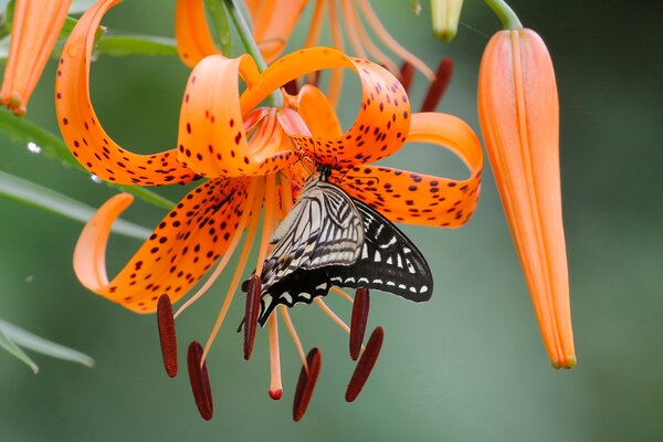 Papilio xuthus, Asiatischer Schwalbenschwanz, an Lilienblte, Tigerlilie