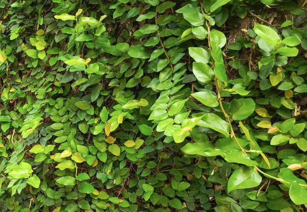 Kletter-Feige, Kriech-Feige, Ficus repens