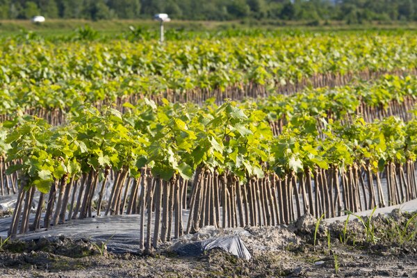 Reben, Weinreben, veredelt, Ausschnitt