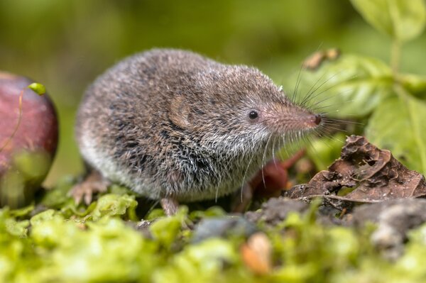 Spitzmaus (Soricidae), Ntzling im Garten, Maus, zoophag