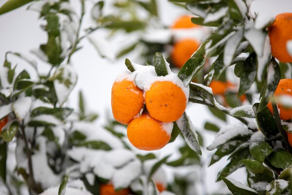 winterharte Citrus, Schnee, winterhart