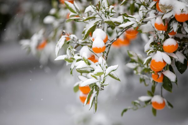 Zitrus, Mandarine, Citrus reticulata, Schnee