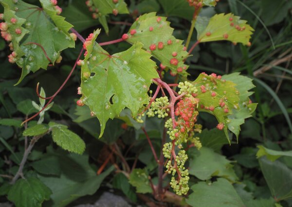 Reblaus, Daktulosphaira vitifoliae (Syn. Phylloxera, Viteus), Schadbild am Laub