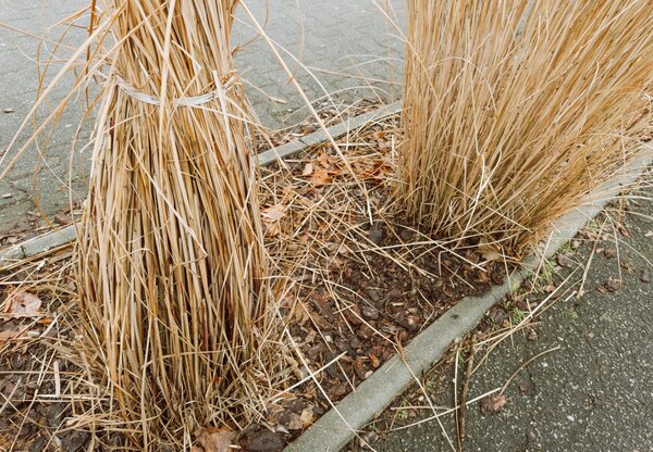 Gras, Ziergras, Winterschutz, zusammen binden