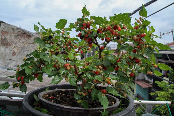 Maulbeere, Mojo Berry, Top