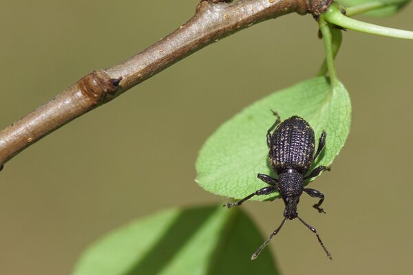 Dickmaulrssler, Otiorhynchus sulcatus, adulter Kfer