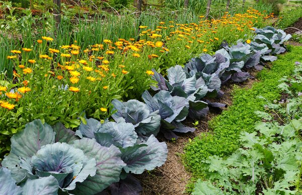 Ringelblumen zwischen Kohl, Brassica