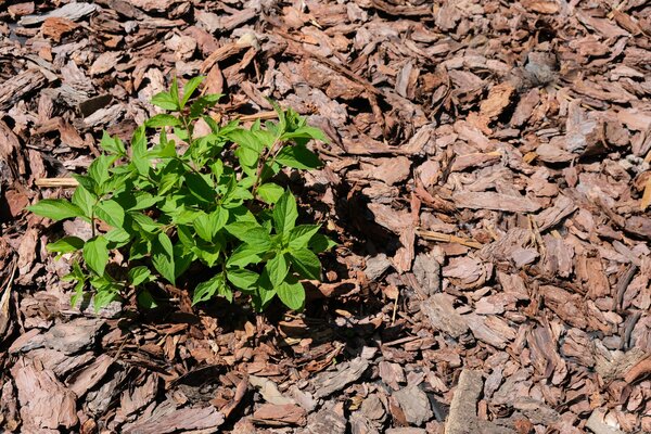 Rindenmulch Hydrangea