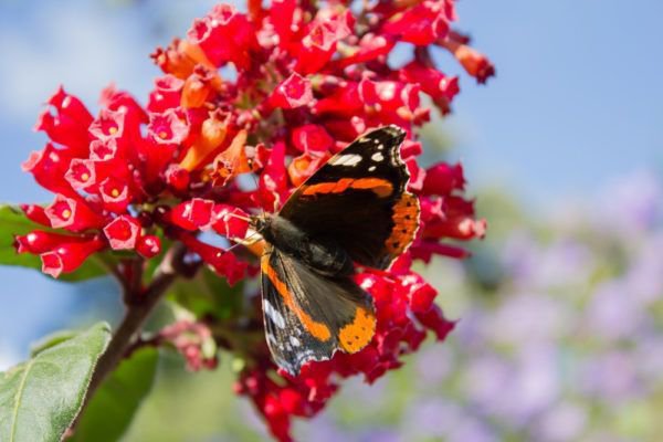 Cestrum