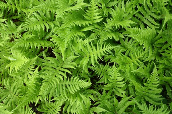 Thelypteris palustris, Staude, Sumpf-Farn