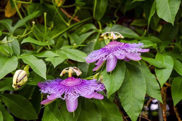 Passiflora