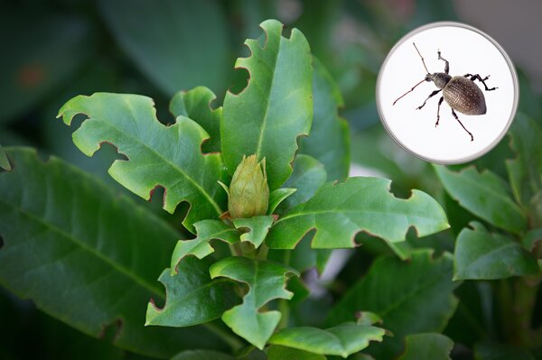 Dickmaulrssler, Otiorhynchus sulcatus, Rhododendron, Schadbild